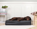 Hvad er den bedste hundekurv til din hund?