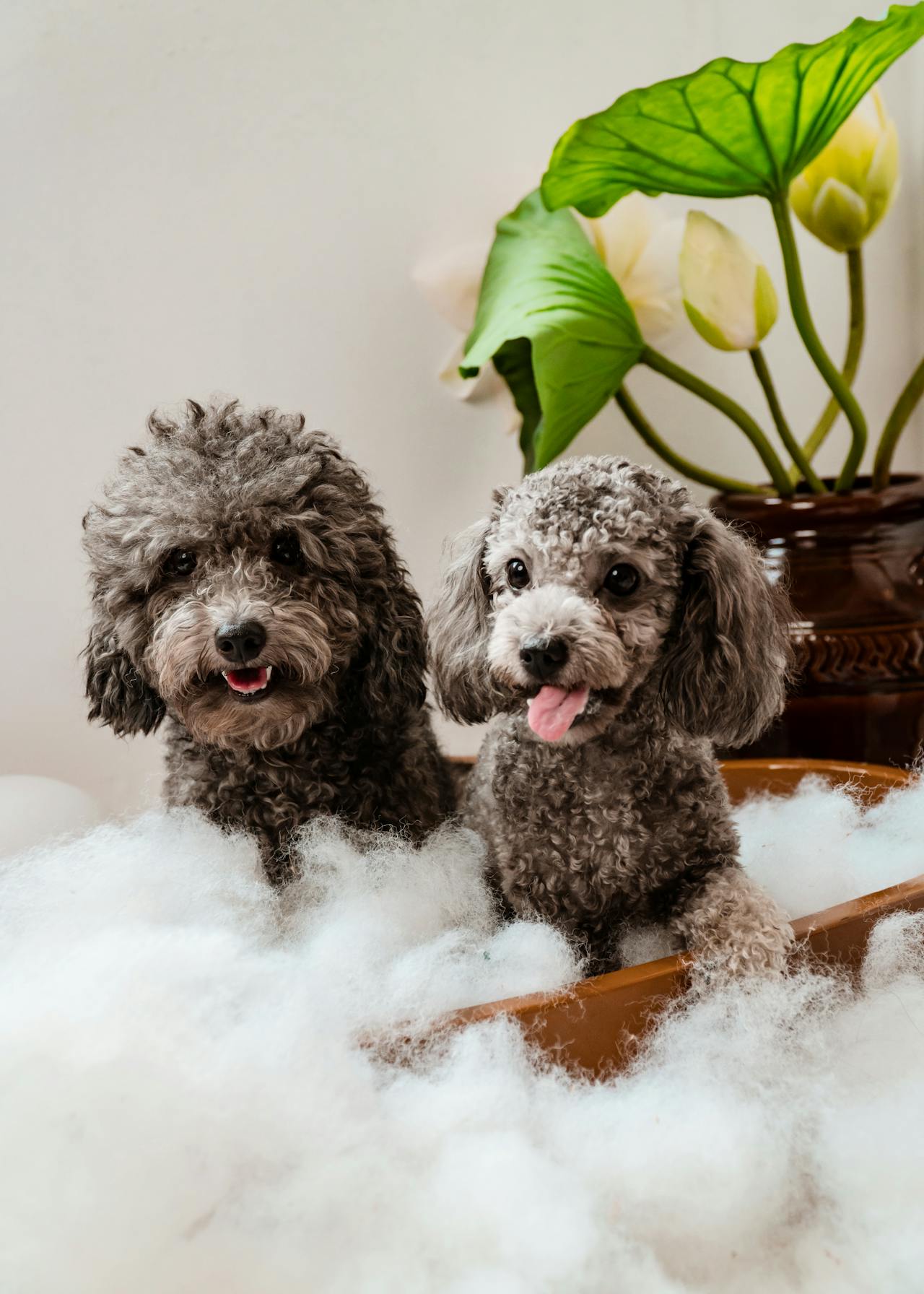 De bedste shampooer til hunde – hvad skal du vælge?