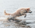 Hotspot hos Hunde: Forebyggelse og behandling