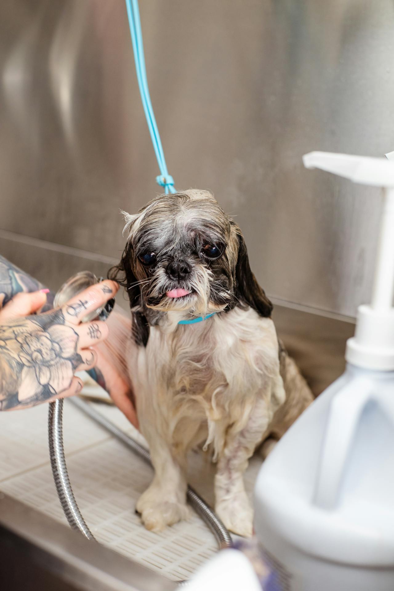 Sådan bader du din hund trin for trin