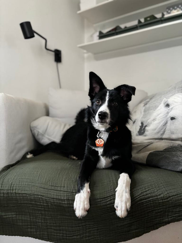 Juno's Supertilbud