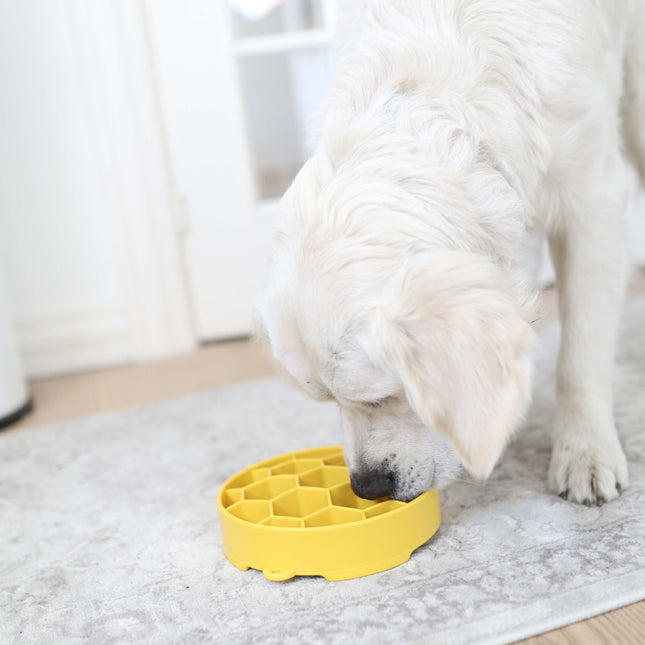 SodaPup slowfeeder honning