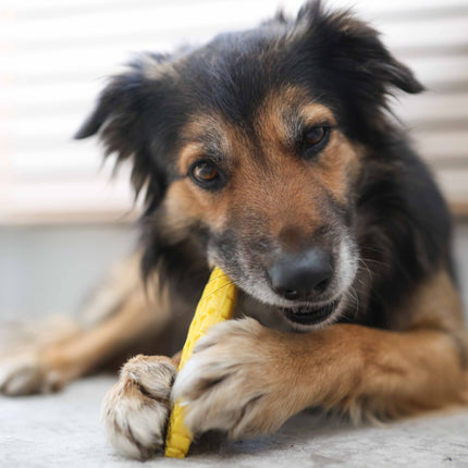 SodaPup majskolbe aktiveringslegetøj