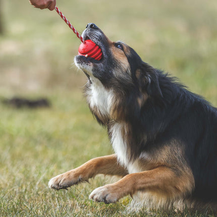 SodaPup - USA-bold med snor