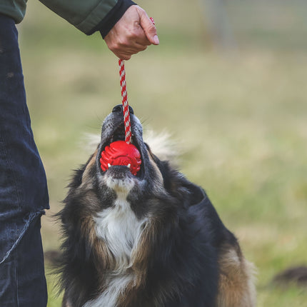 SodaPup - USA-bold med snor