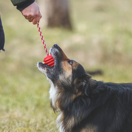 SodaPup - USA-bold med snor