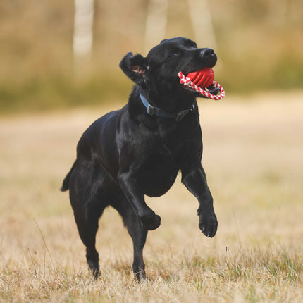 SodaPup - USA-bold med snor