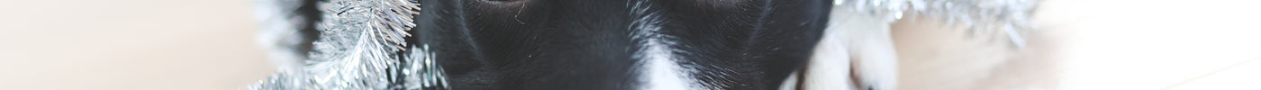 Dyrlægens tips til en sikker hunde-jul