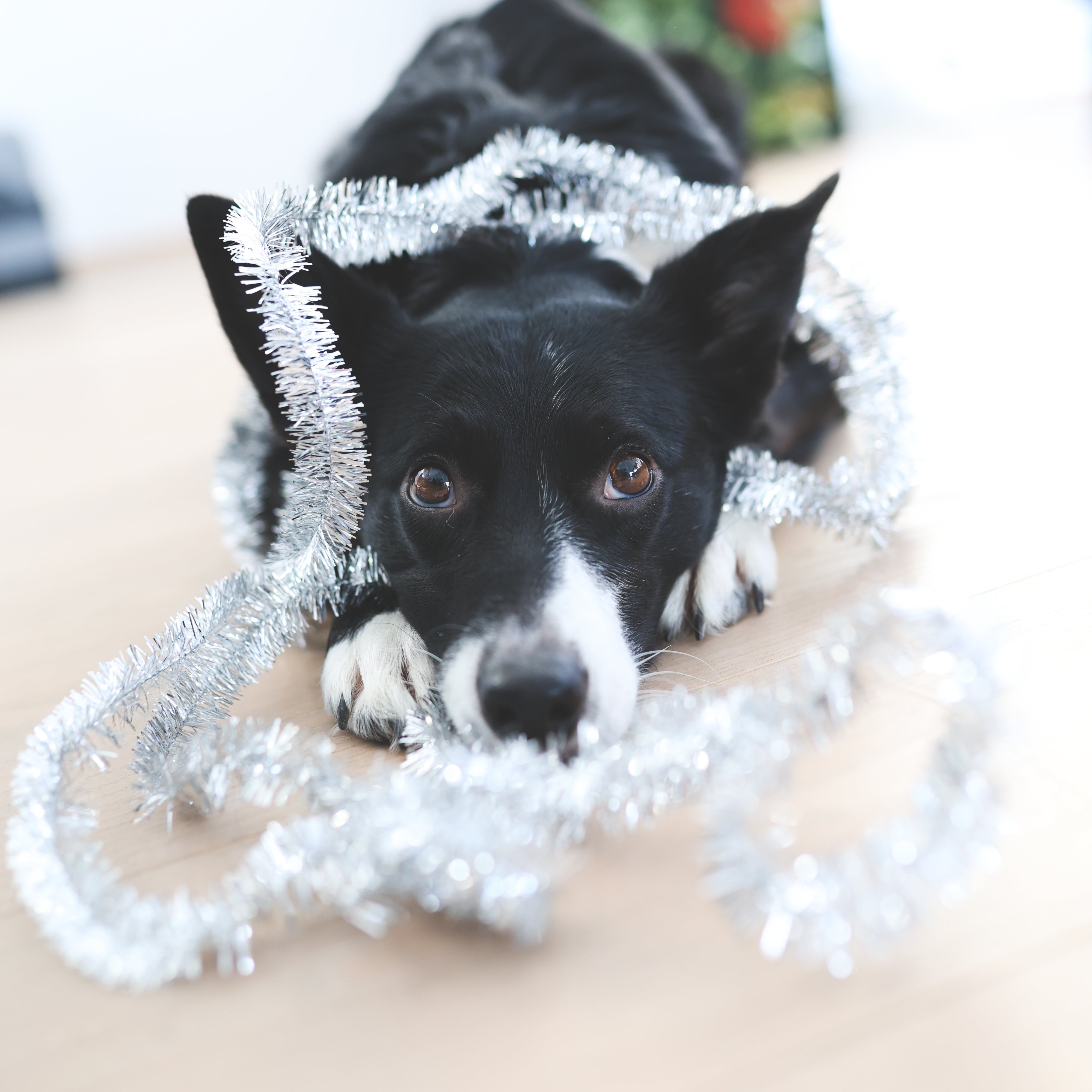 Dyrlægens tips til en sikker hunde-jul