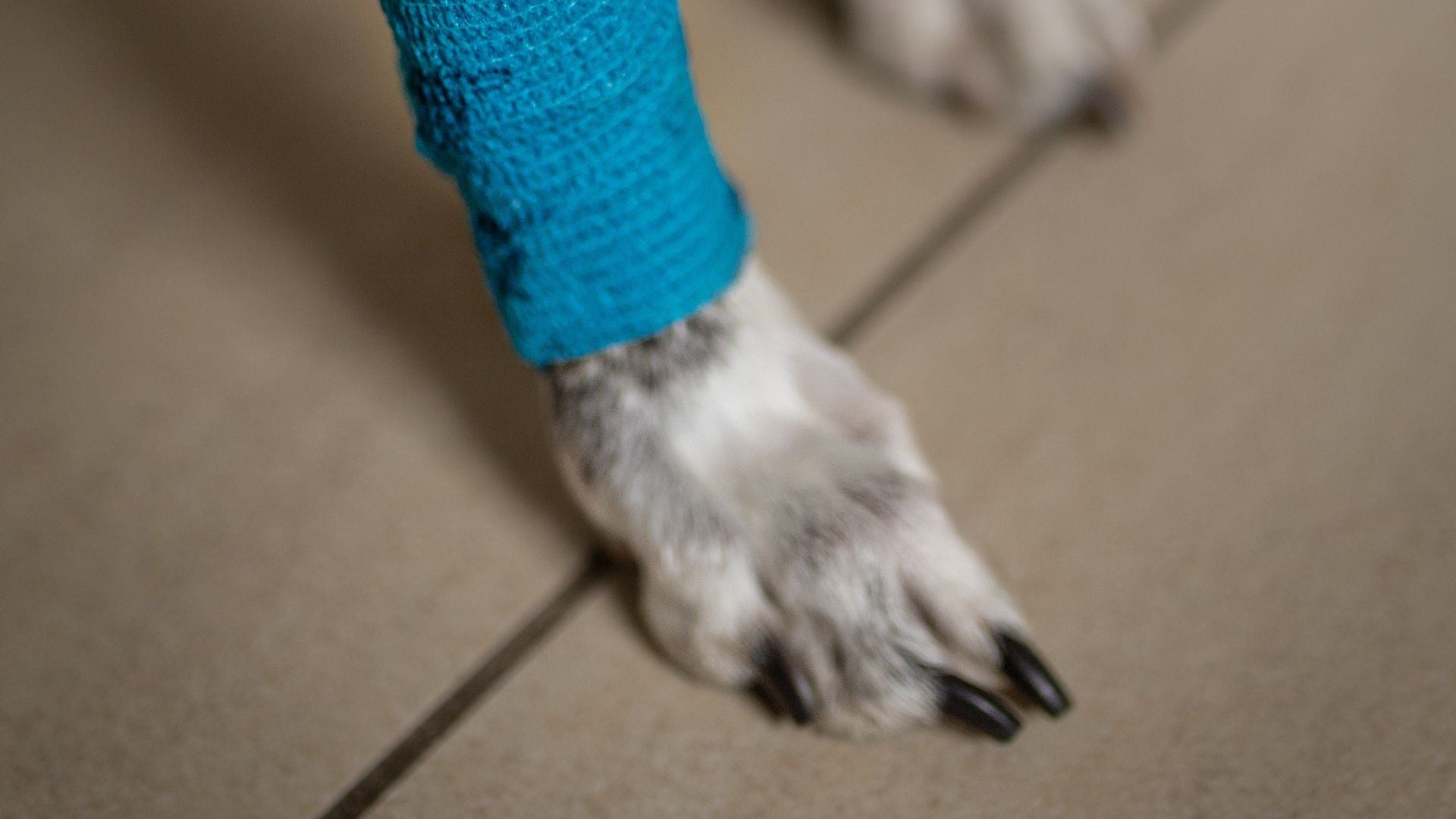 Sårpleje til Hunde: Besvarelse af Ofte Stillede Spørgsmål