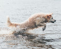 Hotspot hos Hunde: Forebyggelse og behandling