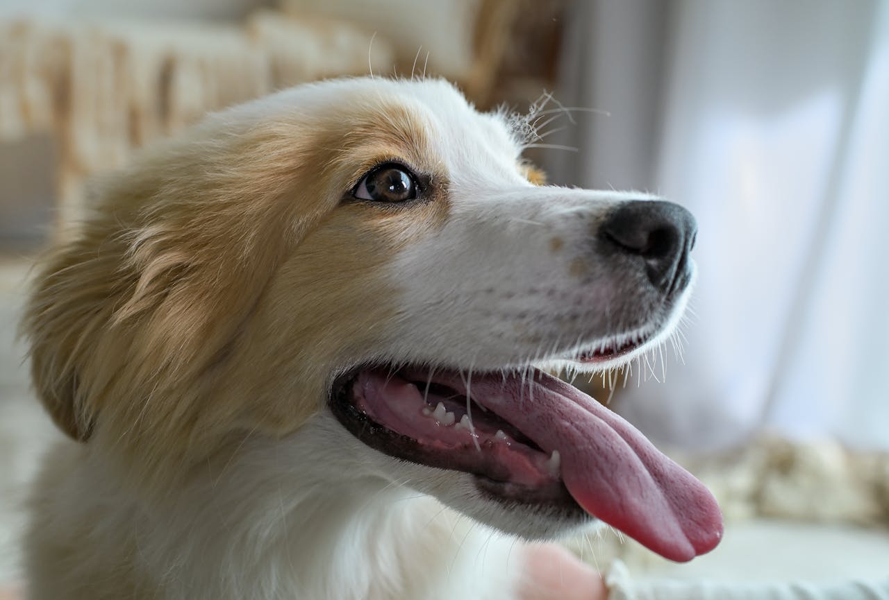 Hvad skal du gøre, hvis din hund får hedeslag?