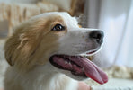 Hvad skal du gøre, hvis din hund får hedeslag?
