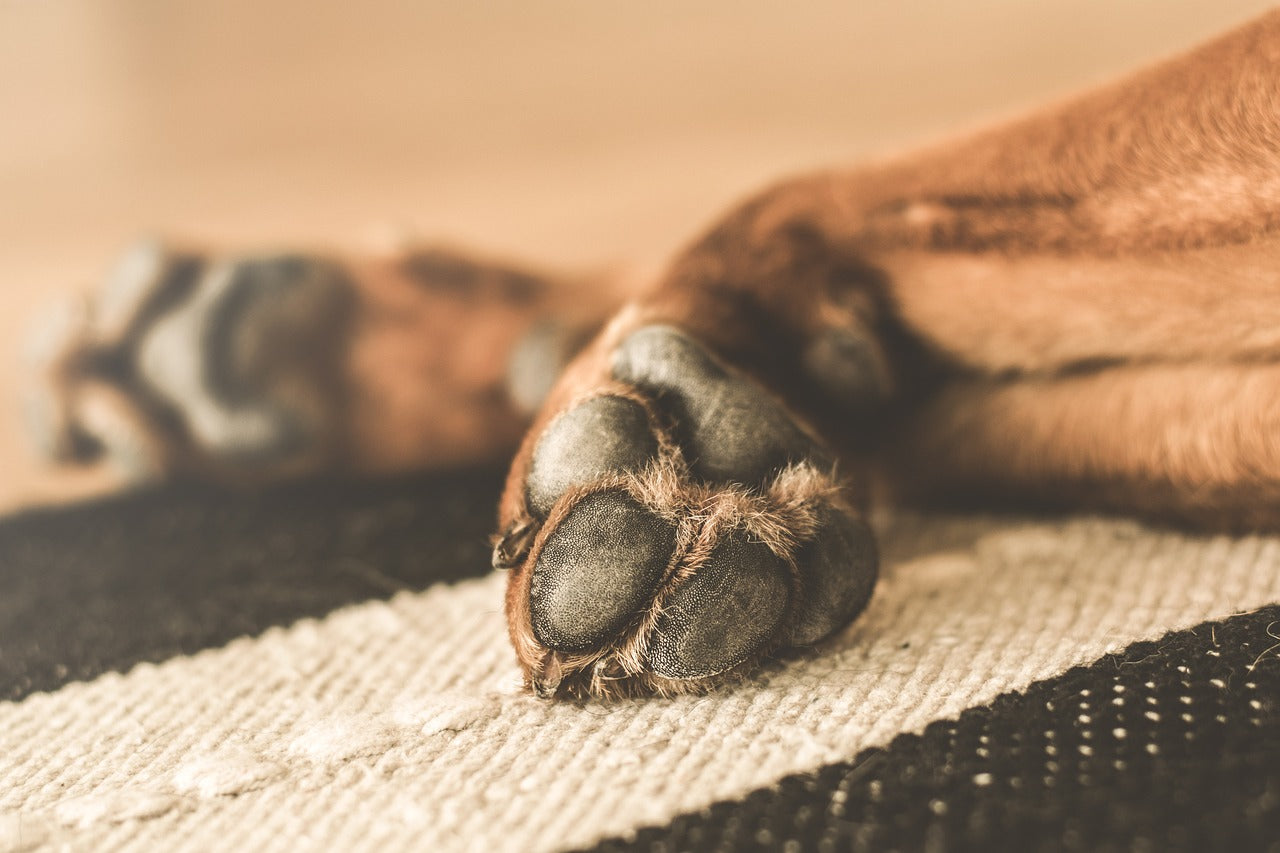 Sådan beskytter du din hunds poter mod vinterens kulde og salt