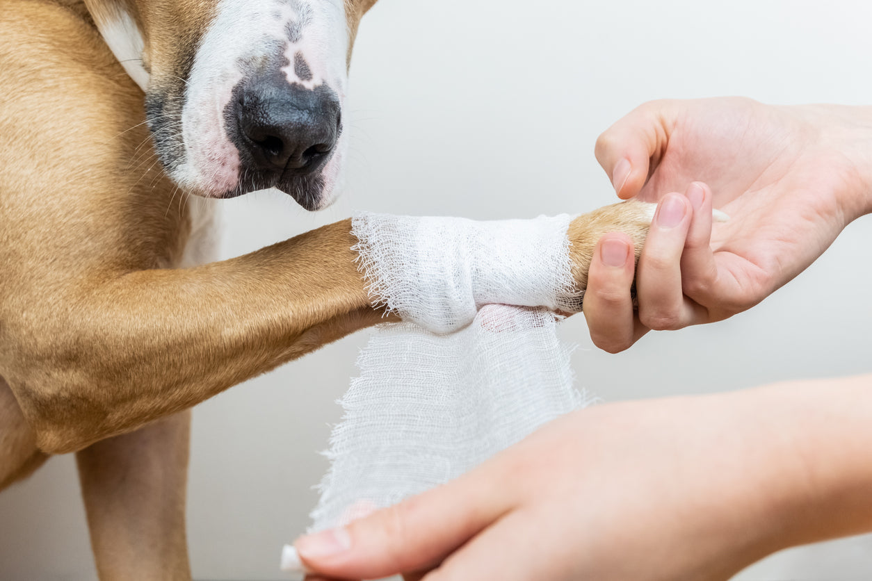 Sårpleje til hunden: Din komplette guide