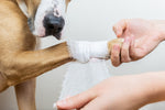 Sårpleje til hunden: Din komplette guide