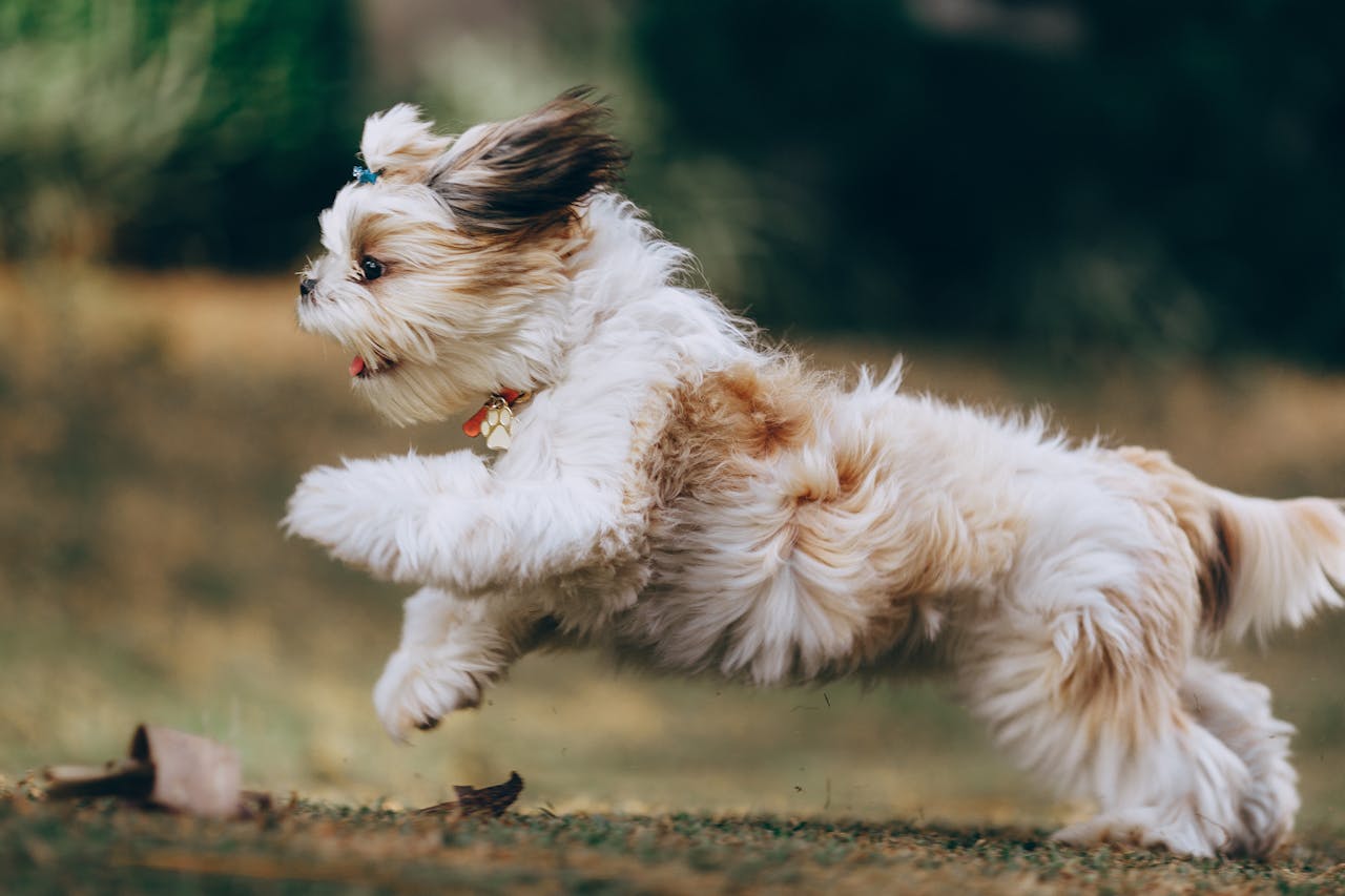Findes der allergivenlige hunde?