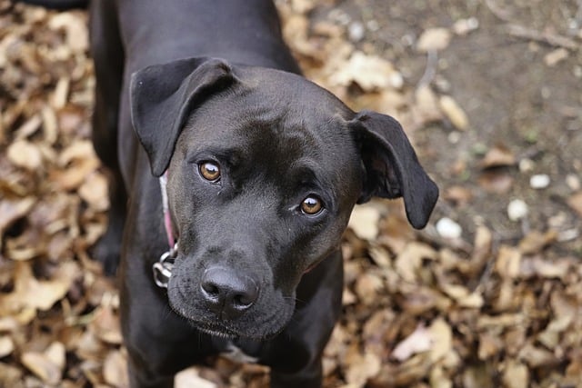 Hvordan ser jeg om min hund har et tandproblem?