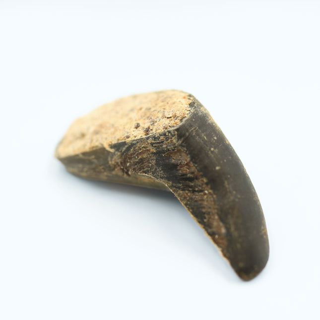 DATOVARE Fyldt okseklov