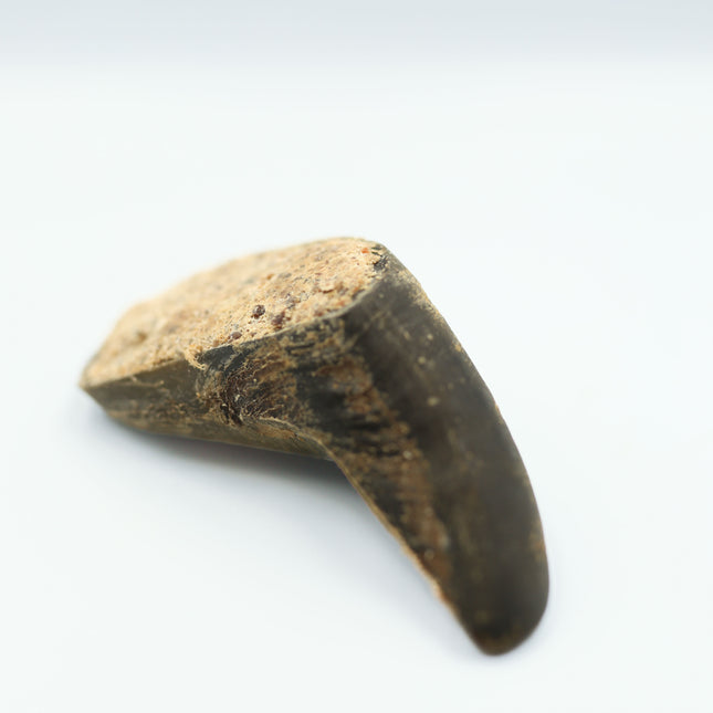 DATOVARE Fyldt okseklov