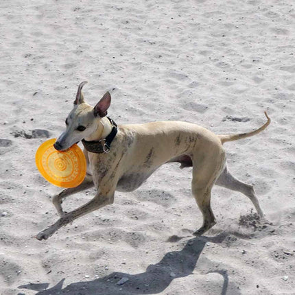 Frisbee i semihård plast | flyver og skader ikke tænderne