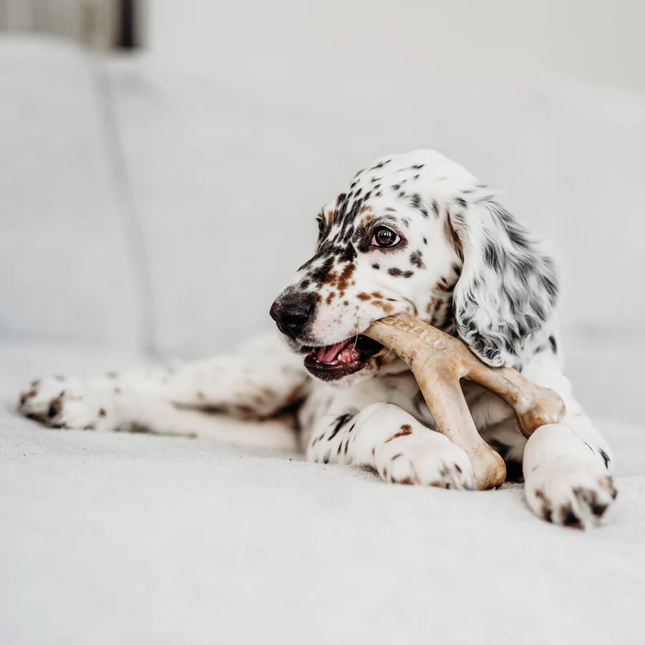 Benebone Puppy Wishbone