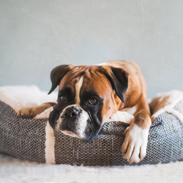 Blød, rund hundekurv med plys