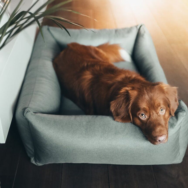 District 70 hundekurv cactus green