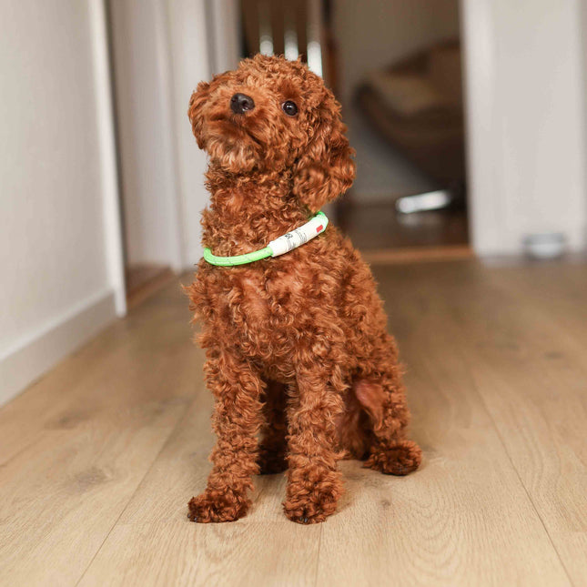 Lyshalsbånd i nylon