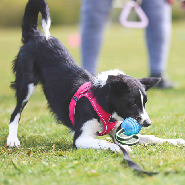 Julius K9 Bold på snor