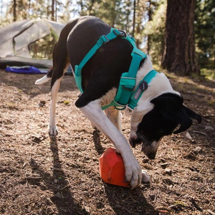 Ruffwear front range sele hibiscus pink