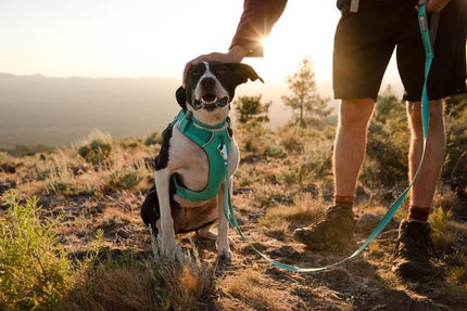 Ruffwear front range sele hibiscus pink