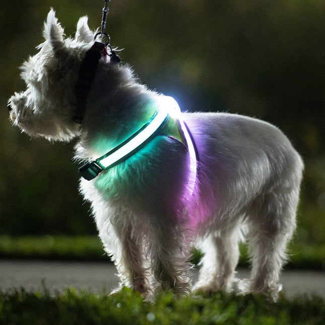 LightHound - sele med LED-lys